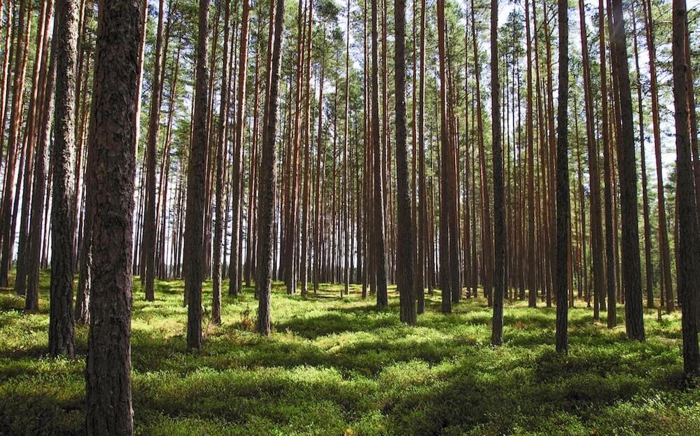 Wycinka drzew w lesie prywatnym bez zezwolenia